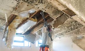 Why You Should Choose Our Mold Remediation Services in Scottsville, NY